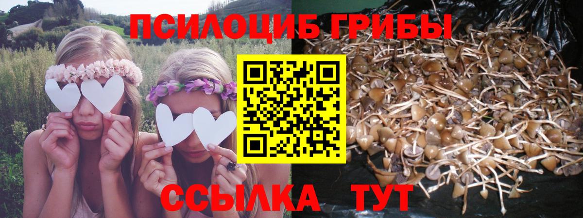 Димитровград  Псилоцибиновые грибы Cubensis  Вход с VPN 